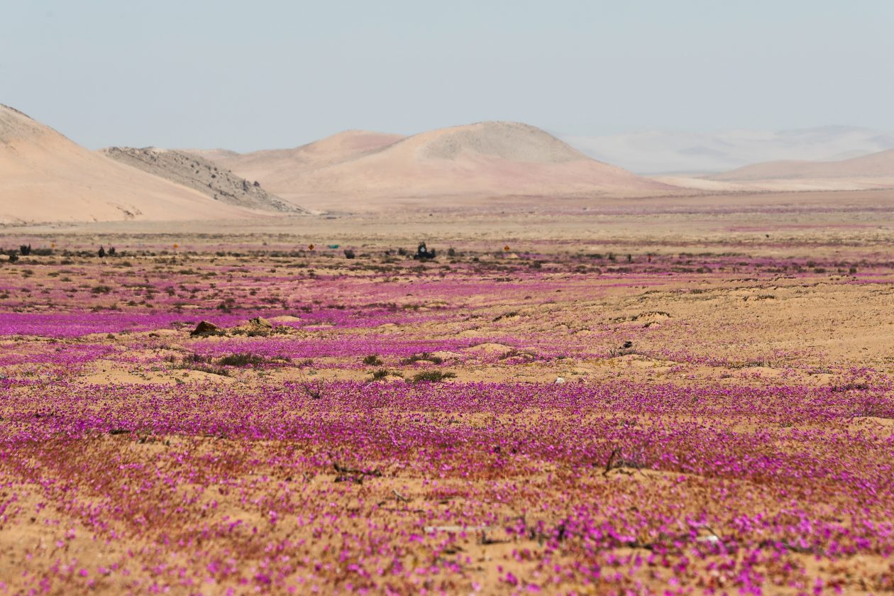 Flores Que Son Un ‘milagro En Atacama Diario La Hora