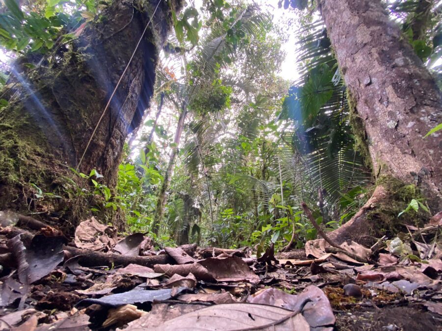 En Imbabura descubren nueva especie de árbol endémico de Ecuador