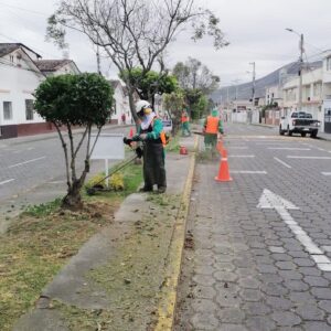 120.000 árboles se plantarán en la zona urbana de Ibarra