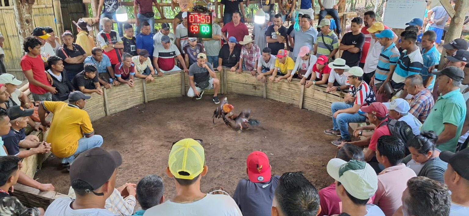 Las Peleas De Gallos Tradici N Que Cada Vez Toma M S Fuerza Diario