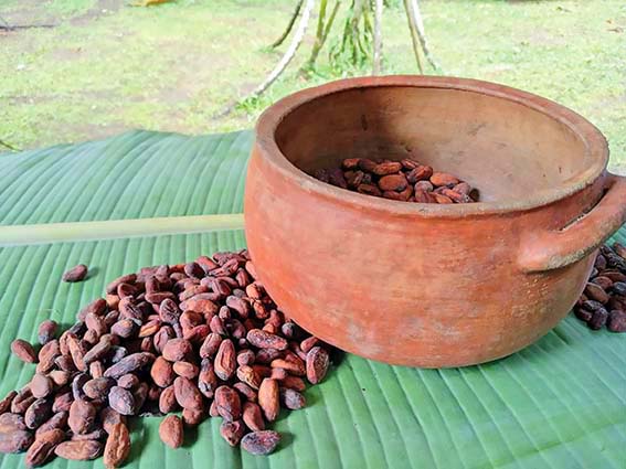 Carnaval del achiote y el chocolate en comunidades Tsáchila – Diario La ...