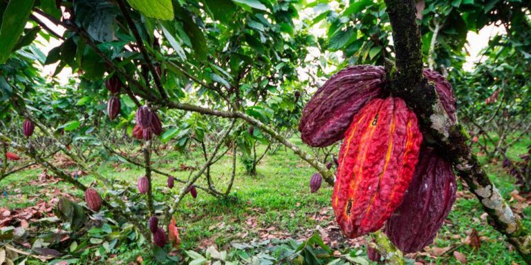 Precio del cacao alcanza sus mayores niveles en 47 años y Ecuador tiene