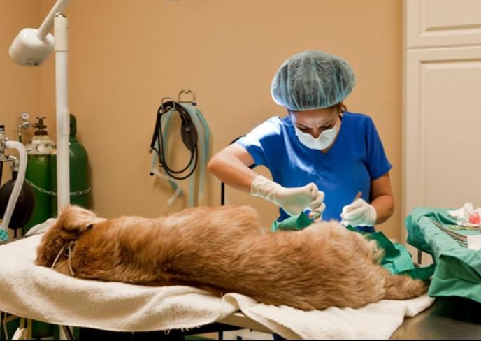 Las esterilizaciones ayudan a controlar la fauna urbana dentro de los cantones.