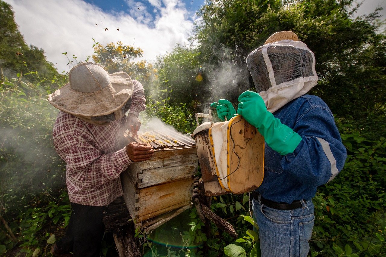 Gobierno Provincial De Tungurahua Abre Curso Gratuito De Apicultura