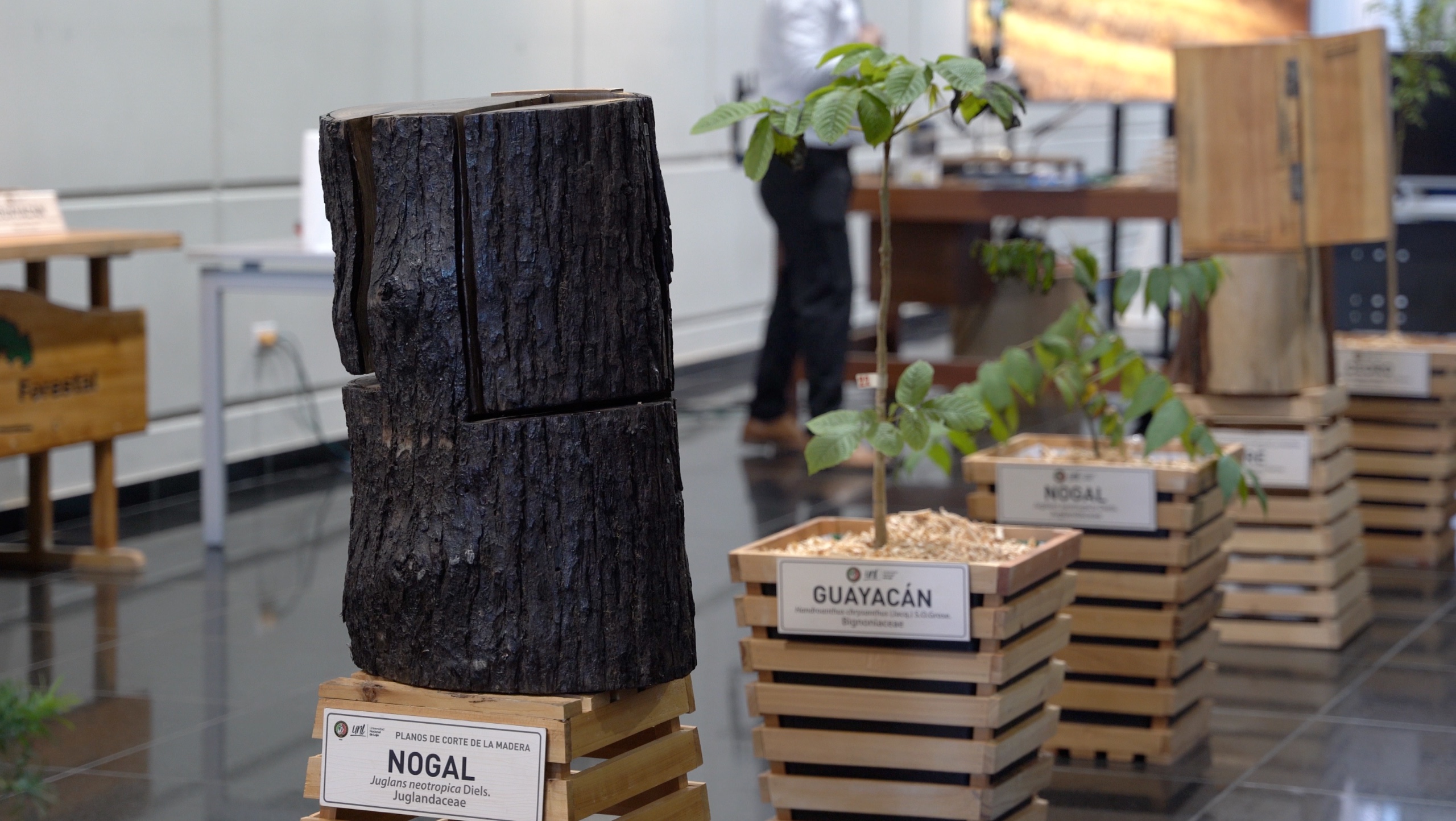 UNL lanza la primera xiloteca digital del país para identificar maderas