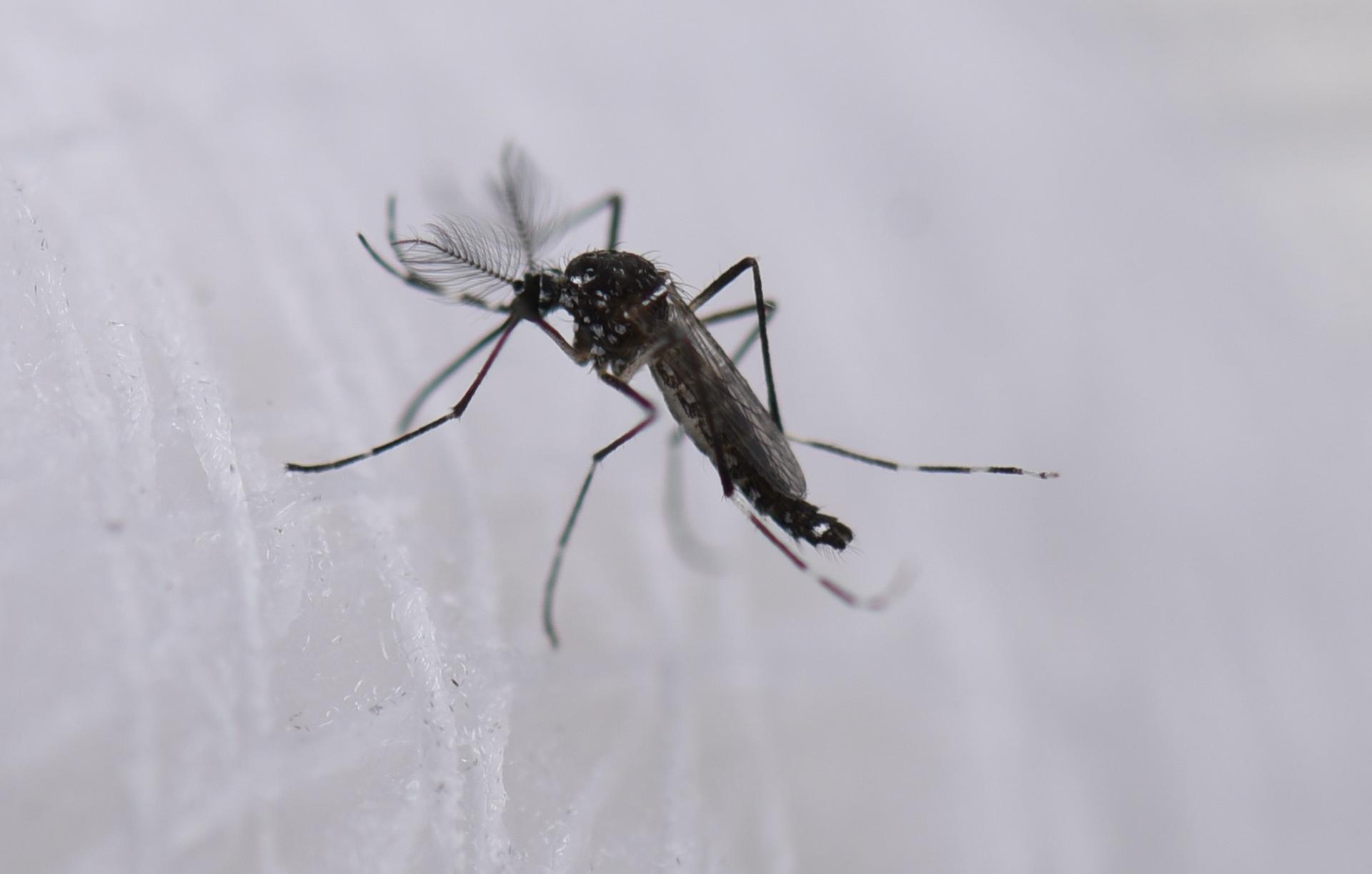 INCIDENCIA. Alrededor de 40.000 personas mueren cada año a causa del dengue grave en todo el mundo.