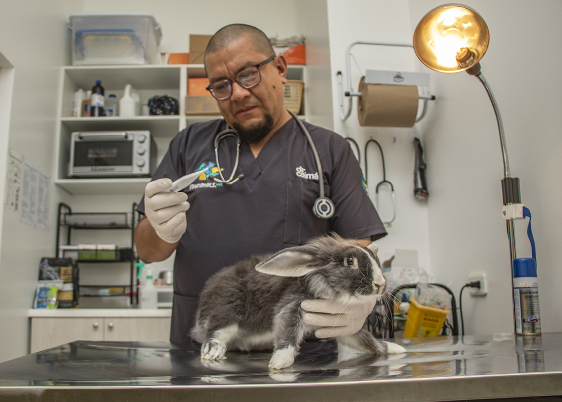 Marco Antonio Chico es un médico veterinario especializado en este tipo de mascotas.