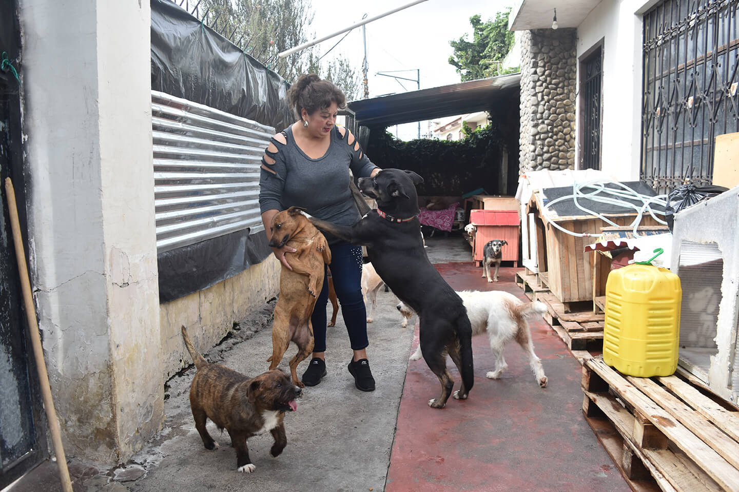 Sandra Ojeda y su hijo cuidan actualmente a 50 animales rescatados.