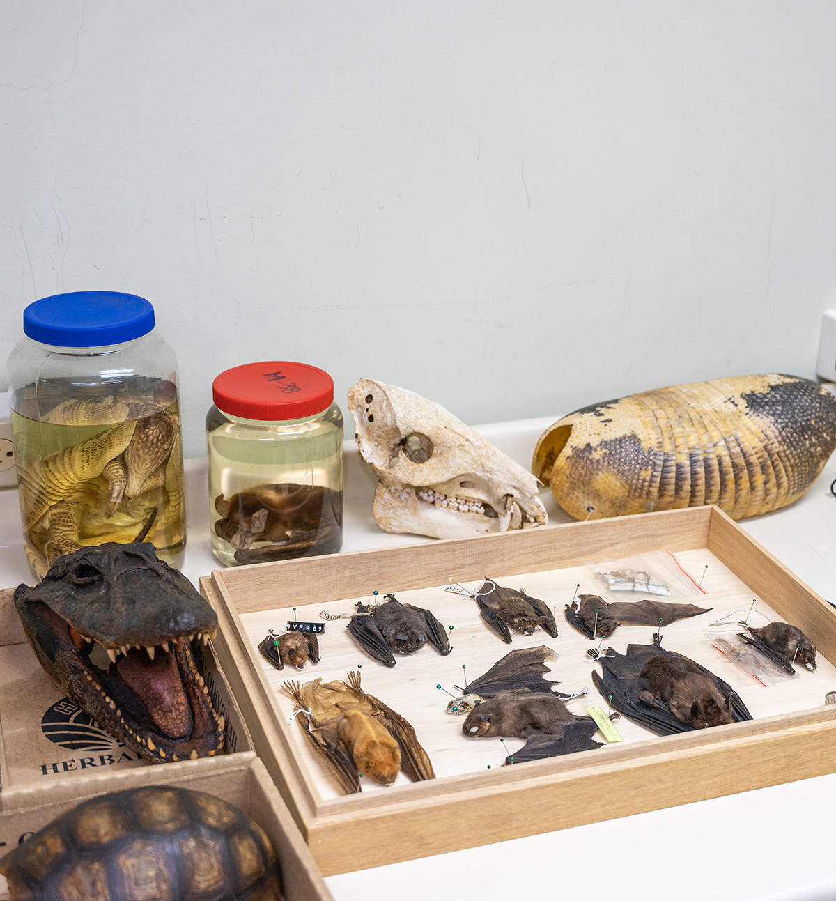 El Museo de Zoología de la UTPL: Un Pilar en la Investigación y Conservación de la Biodiversidad del Sur de Ecuador